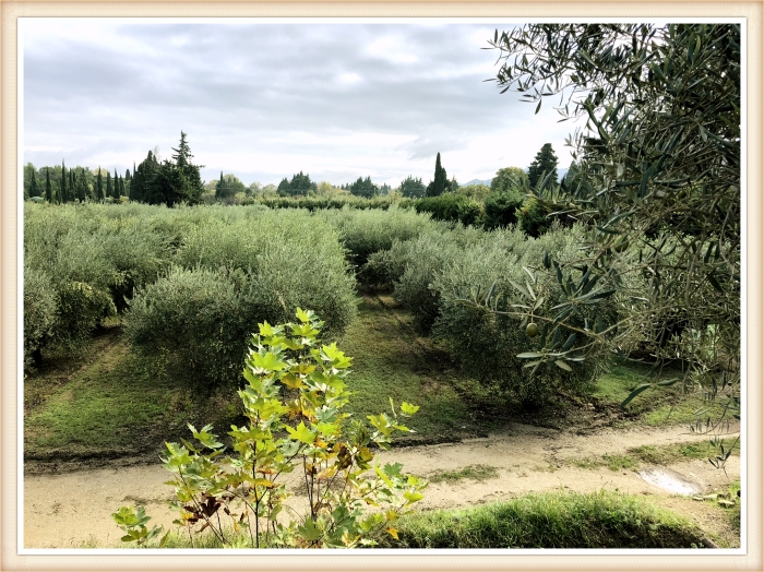 Calanquet Olive Farm